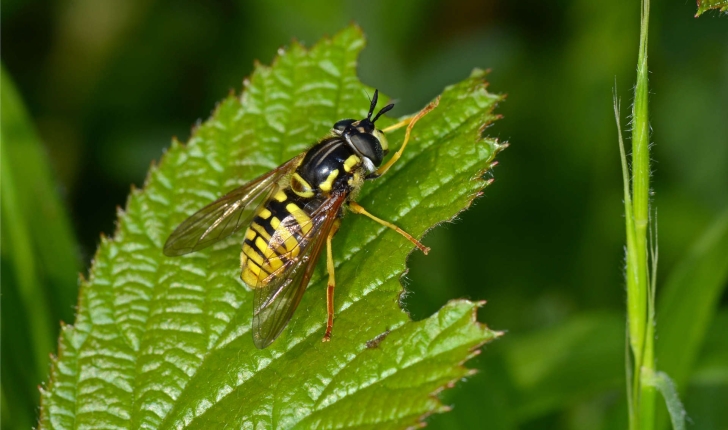 Syrphidae sp.