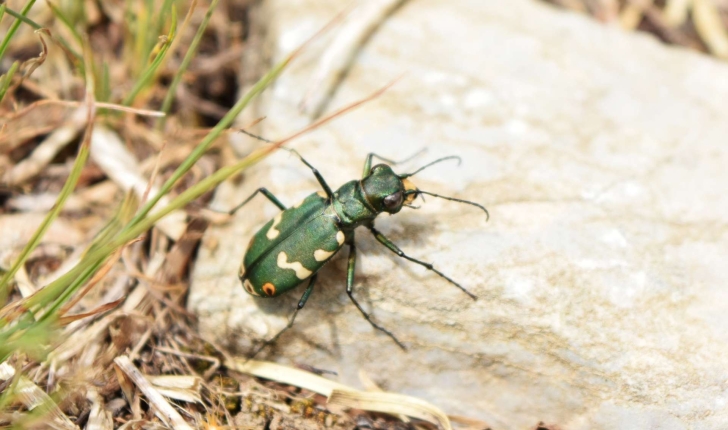 Cicindela gallica (Brullé, 1834)