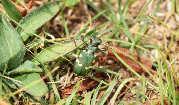 Cicindela gallica (Brullé, 1834)