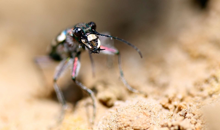 Cicindela campestris (Linnaeus, 1758)