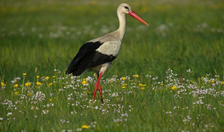 Ciconia ciconia (Linnaeus, 1758)