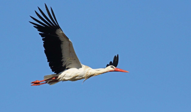 Ciconia ciconia (Linnaeus, 1758)