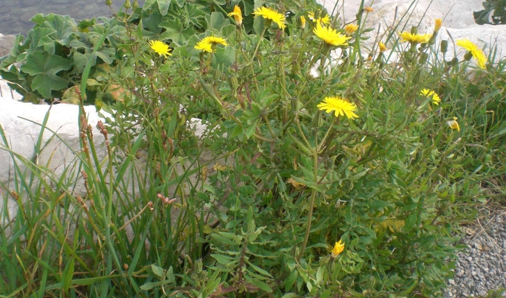 Sonchus tenerrimus (Linné, 1758) 