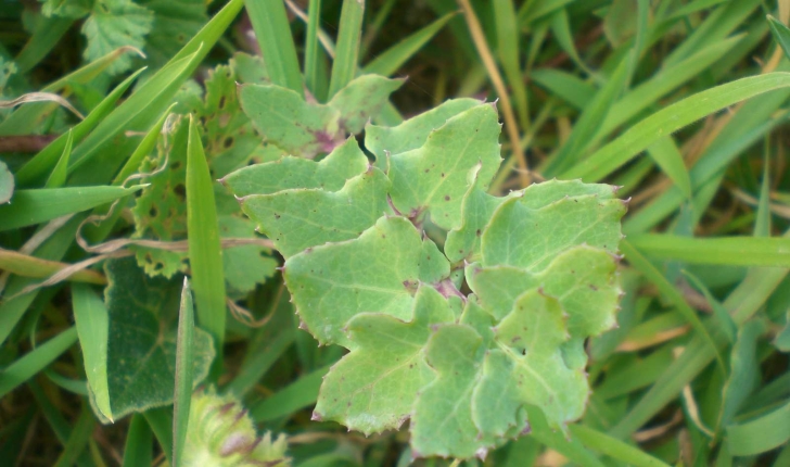 Sonchus tenerrimus (Linné, 1758) 