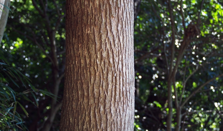 Cinnamomum camphora L.