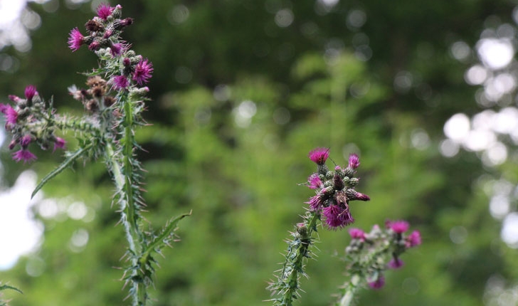 Cirsium sp.