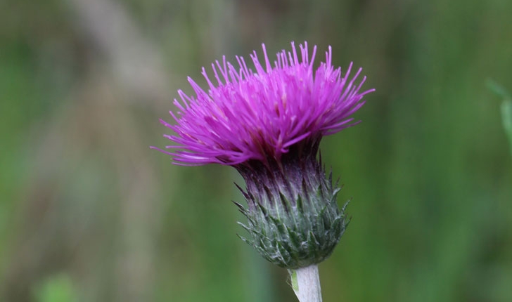 Cirsium sp.