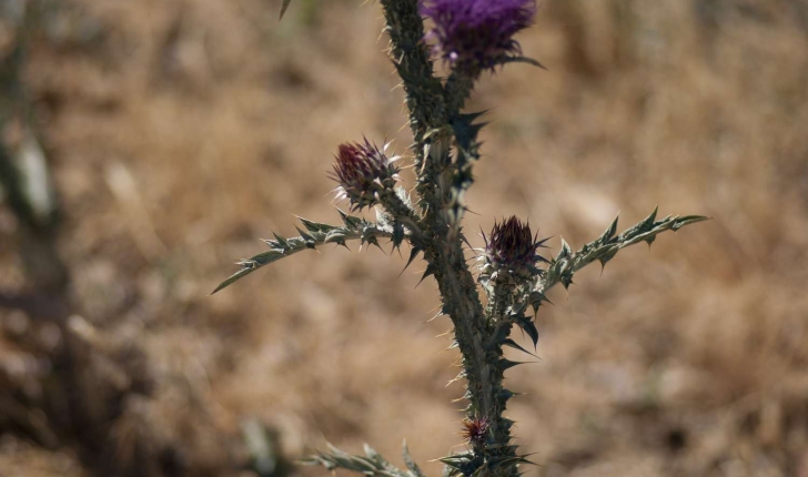 Cirsium vulgare (Savi, 1838)