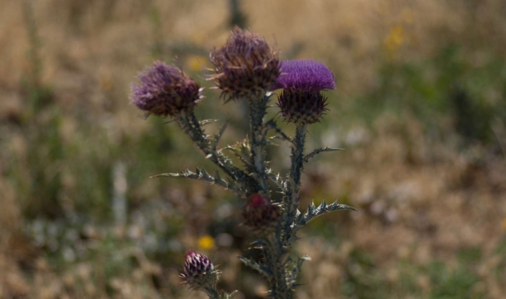 Cirsium vulgare (Savi, 1838)