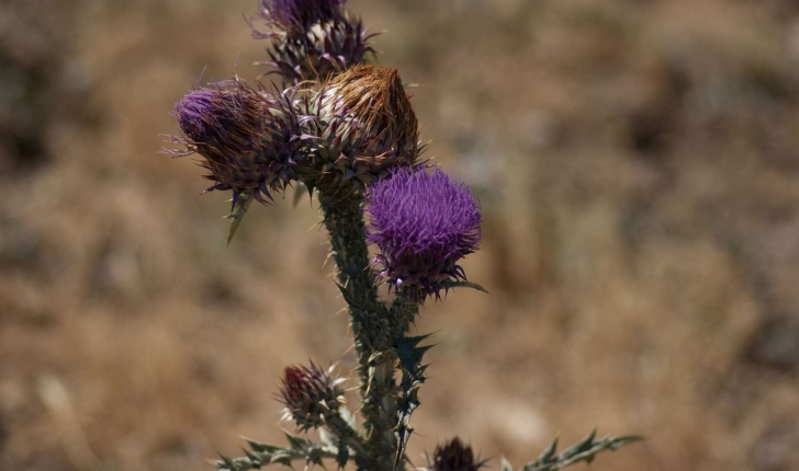 Cirsium vulgare (Savi, 1838)