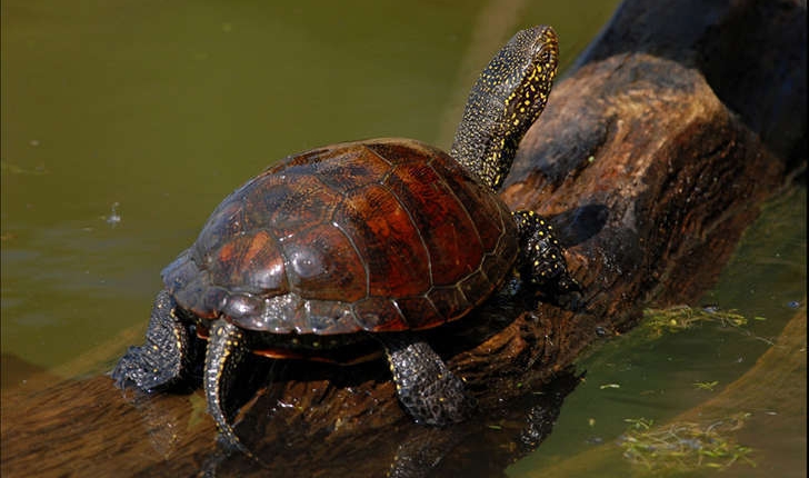 Emys orbicularis (Linnaeus, 1758)
