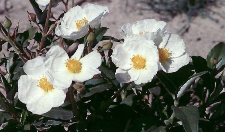 Cistus laurifolius (Linné, 1753)