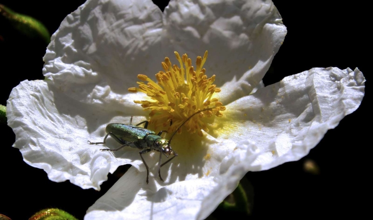 Cistus laurifolius (Linné, 1753)