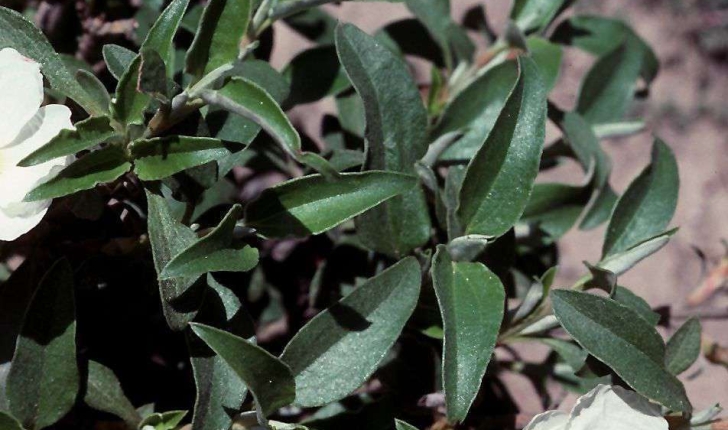 Cistus laurifolius (Linné, 1753)