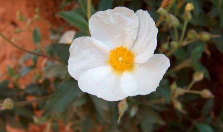 Cistus laurifolius (Linné, 1753)