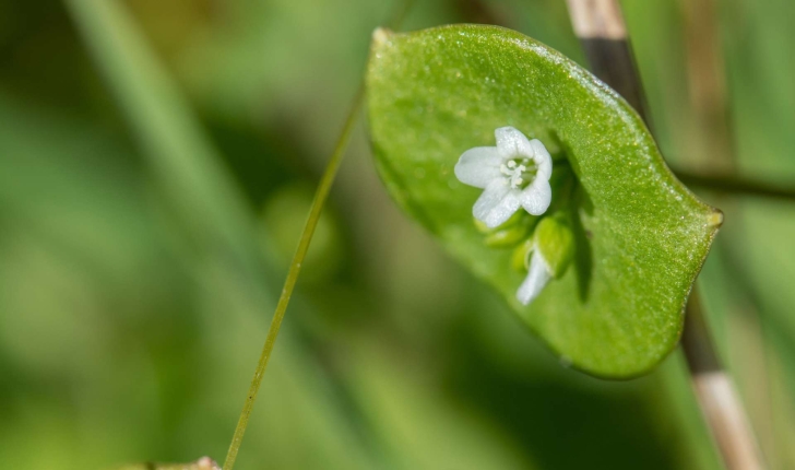 Claytonia perfoliata (Donn ex Willd., 1798)