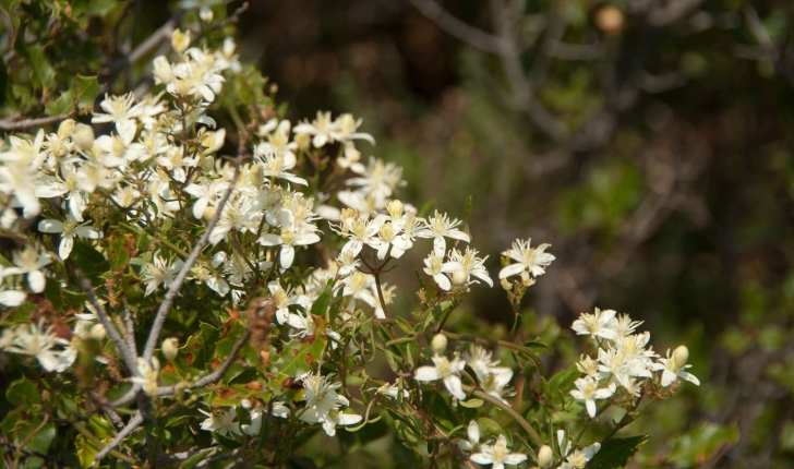 Clematis flammula (Linné, 1753)