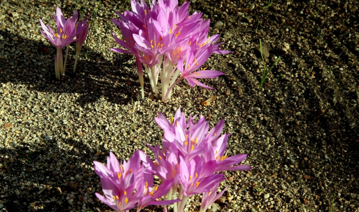 Colchicum sp.