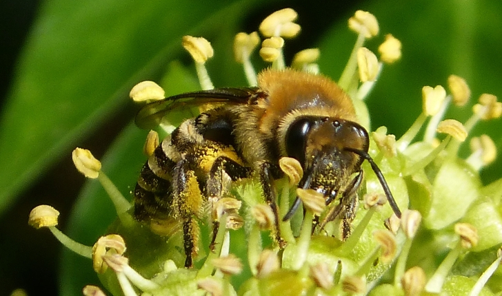 Colletes hederae (Schmidt & Westrich, 1993)