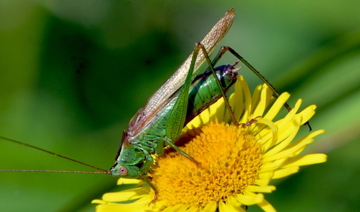 Conocephalus fuscus (Fabricius, 1793)