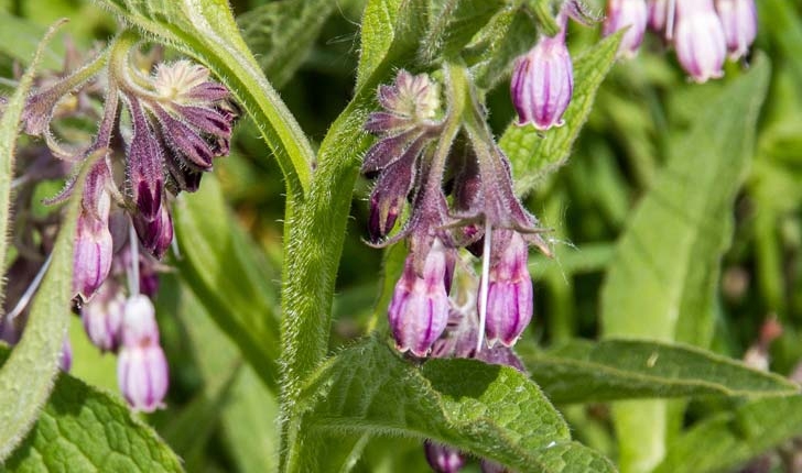 Symphytum officinale