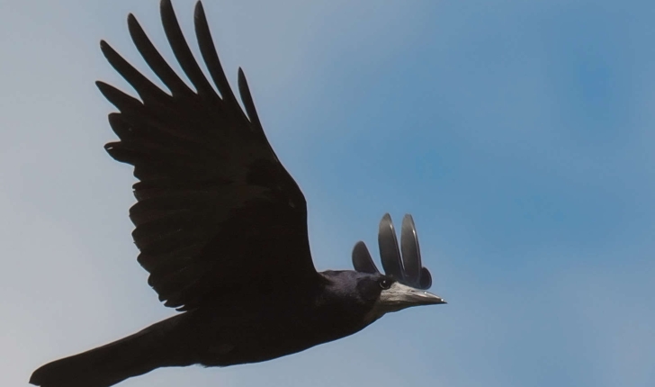 Corvus frugilegus (Linnaeus, 1758)