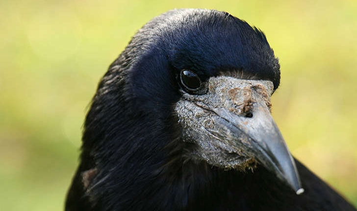 Corvus frugilegus (Linnaeus, 1758)
