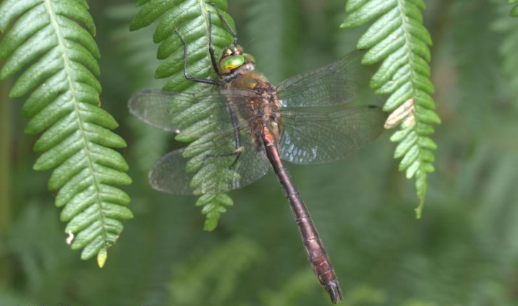 Cordulie bronzée