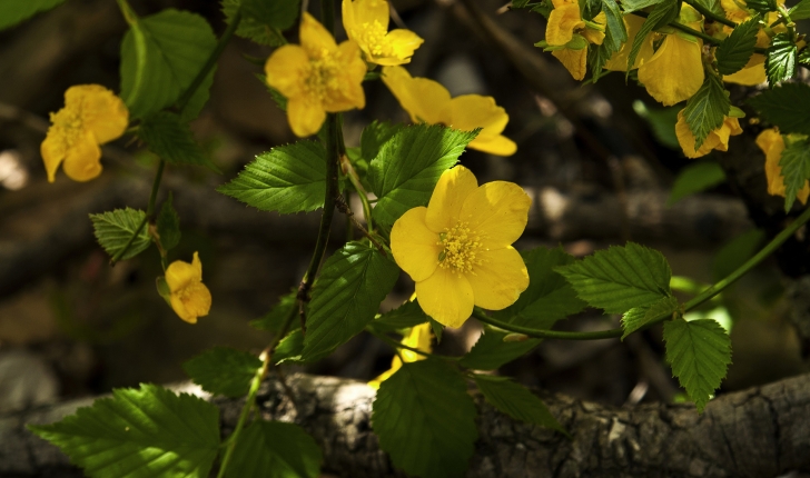 Kerria japonica (L.) DC., 1818 