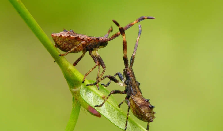 Coreus marginatus (Linnaeus, 1758)