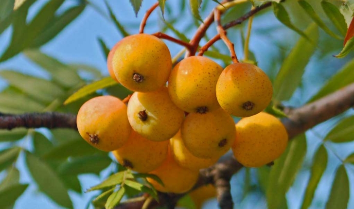 Sorbus domestica