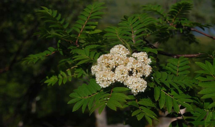 Sorbus domestica