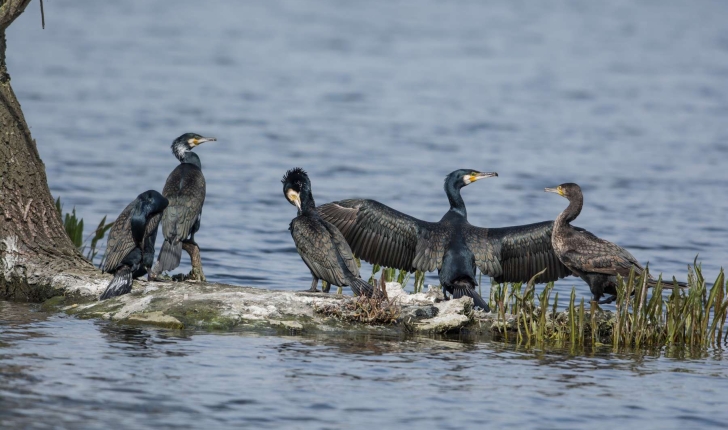 Phalacrocorax carbo (Linné, 1758)