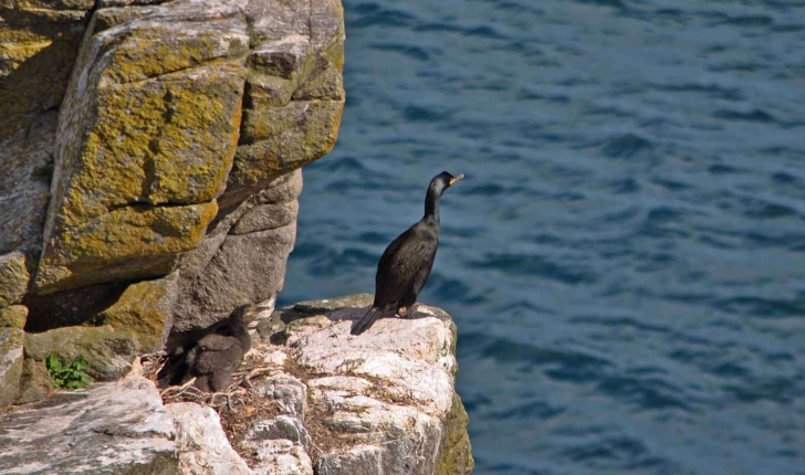 Phalacrocorax aristotelis (Linnaeus, 1761)