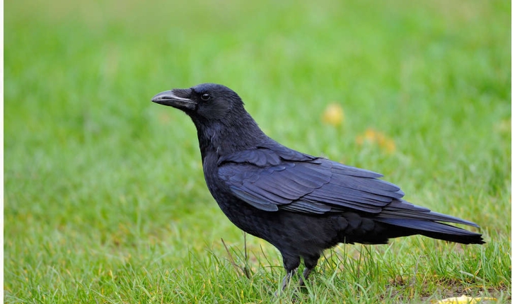 Corvus corone (Linnaeus, 1758)