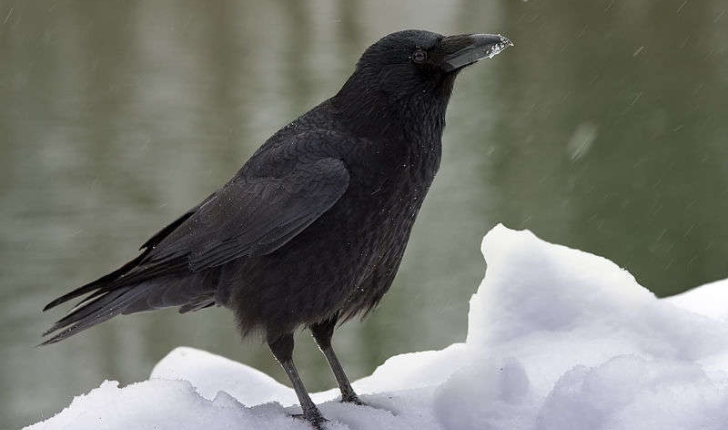 Corvus corone (Linnaeus, 1758)