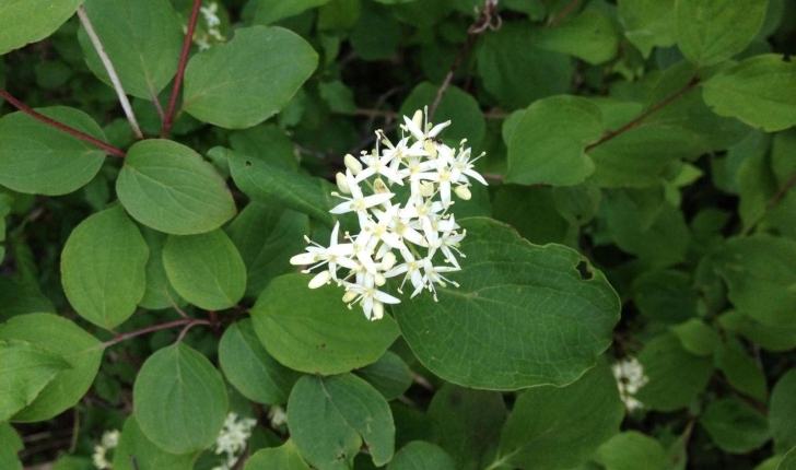 Cornus sanguinea (L., 1753)