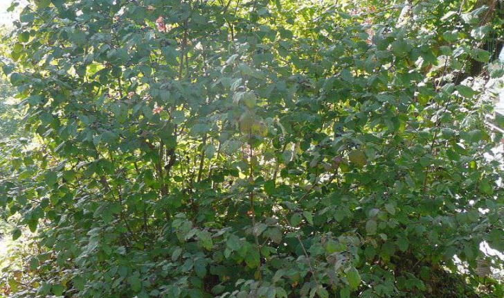 Cornus sanguinea (L., 1753)