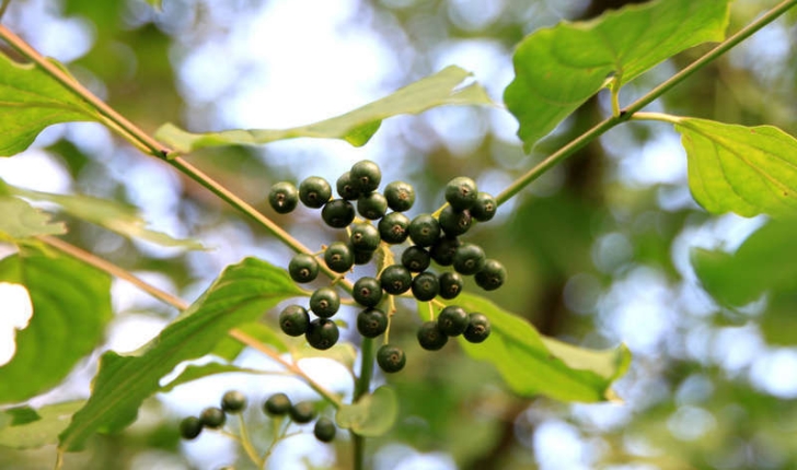 Cornus sanguinea (L., 1753)