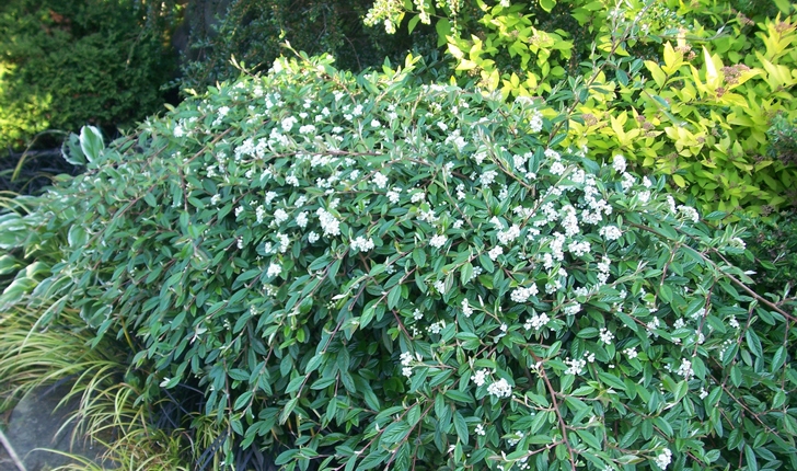 Cotoneaster salicifolius