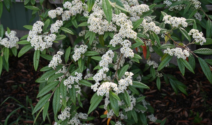 Cotoneaster salicifolius