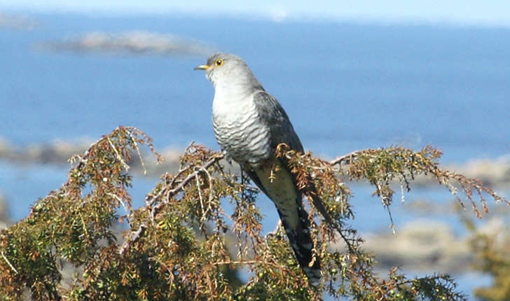 Cuculus canorus (Linnaeus, 1758)