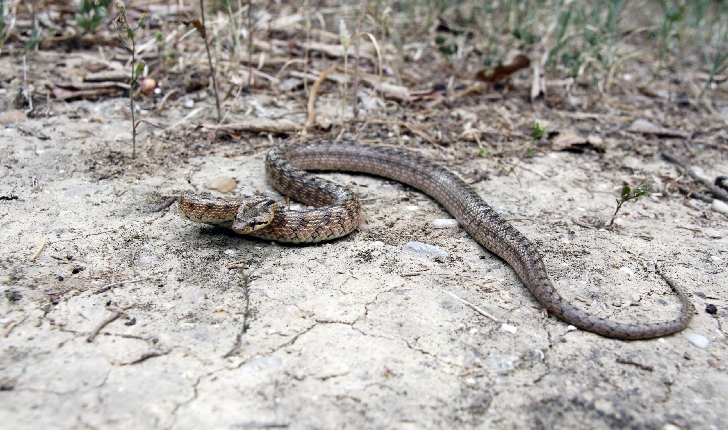 Natrix maura (Linnaeus, 1758)
