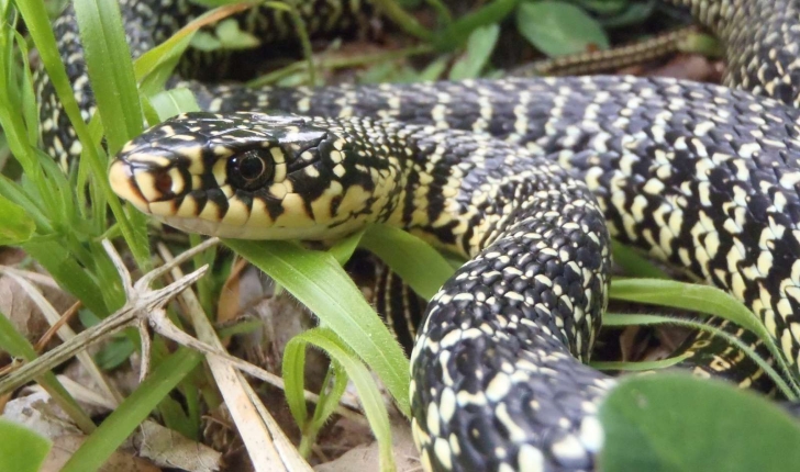 Hierophis viridiflavus (Lacépède, 1789)