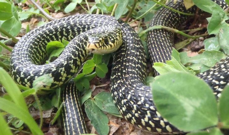 Hierophis viridiflavus (Lacépède, 1789)