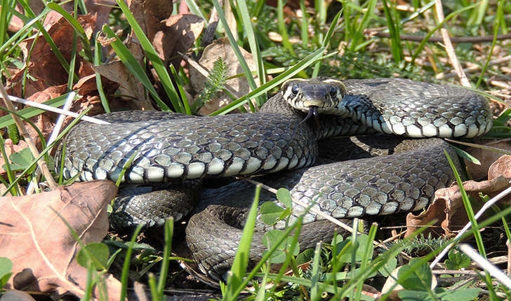 Natrix natrix (Linnaeus, 1758) 