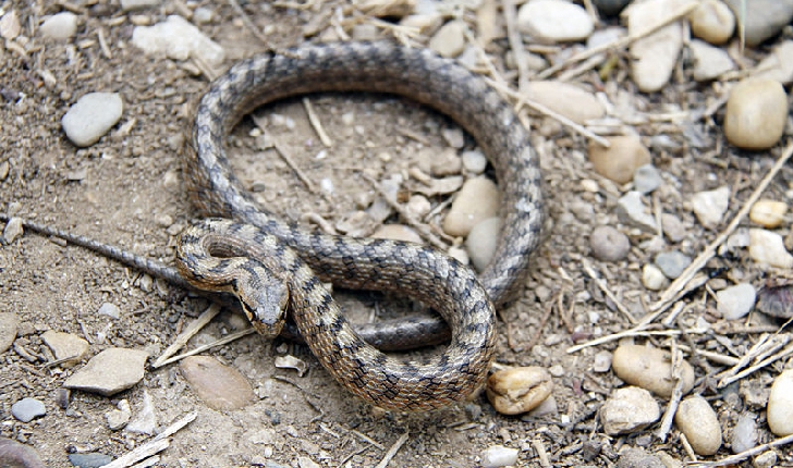 Couleuvre vipérine (crédits Isasza)