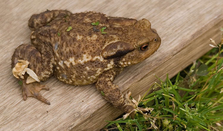 Bufo bufo (Linnaeus, 1758)