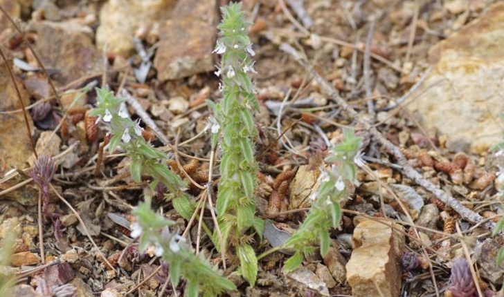 Sideritis romana (Linné, 1753)