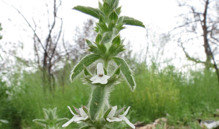 Sideritis romana (Linné, 1753)